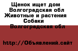 Щенок ищет дом - Волгоградская обл. Животные и растения » Собаки   . Волгоградская обл.